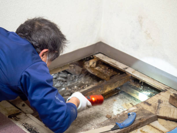 Best Toxic Mold Removal  in Montecito, CA