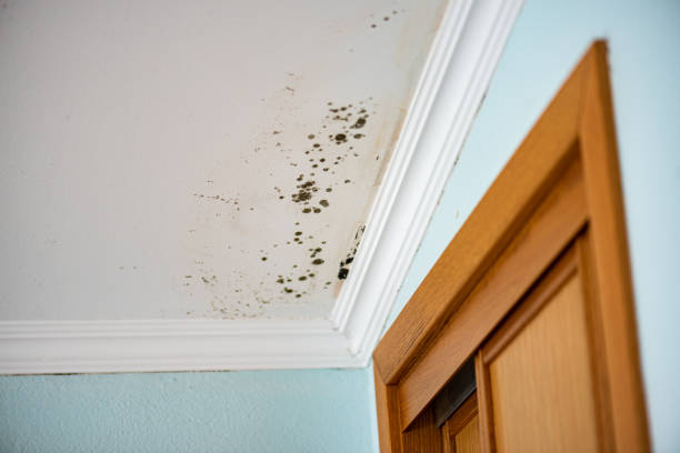 Best Black Mold Removal  in Montecito, CA