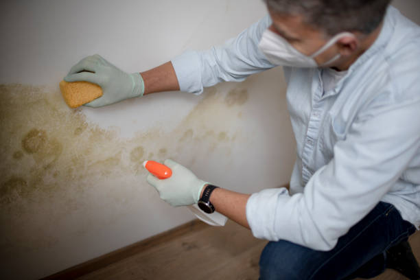 Best Attic Mold Removal  in Montecito, CA
