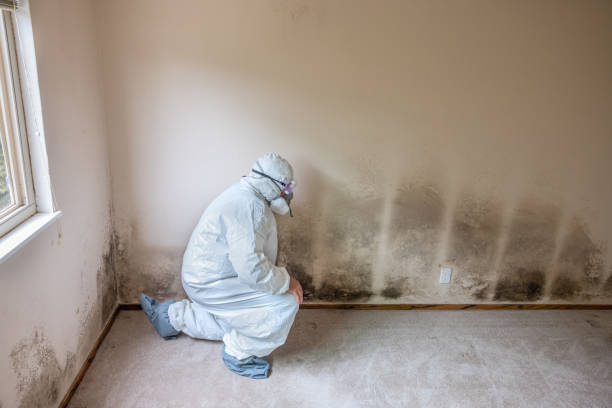 Montecito, CA Mold Removal Company