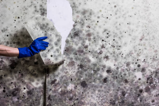 Best Affordable Mold Removal  in Montecito, CA